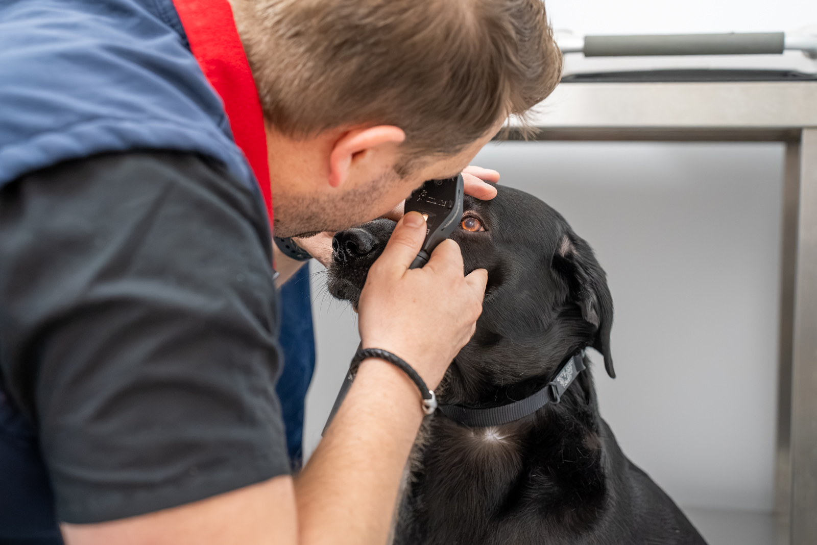 Byron Surgery_Web Ready_Ashfield House Veterinary Hospital - Byron Surgery (Web) 2026-08 034